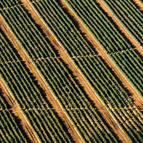 Investigate Fetish Marble