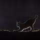 black cat