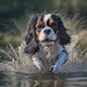 Cavalier