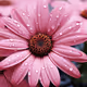 summer flower