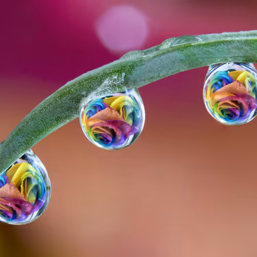 drops