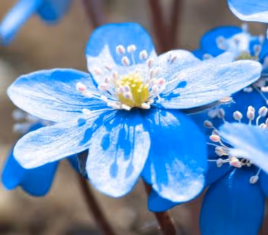 Z_flower