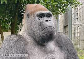 gorilla