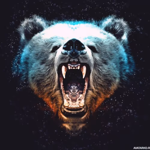 bear