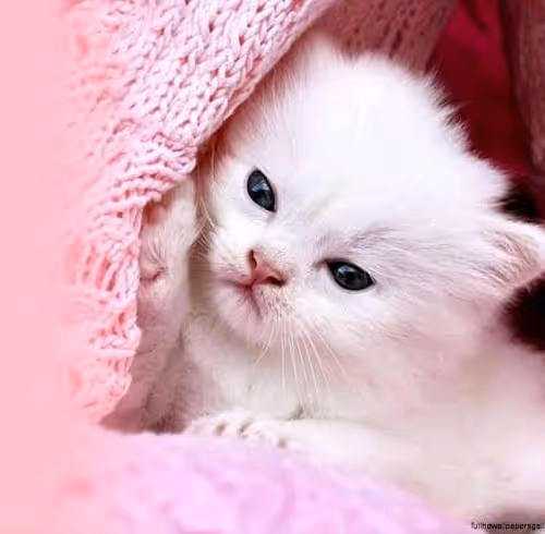 Cute Cat