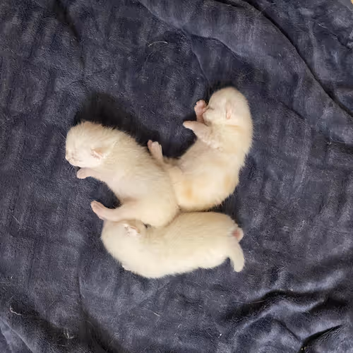 Mini Cat