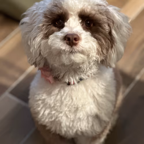 Doggie Stills