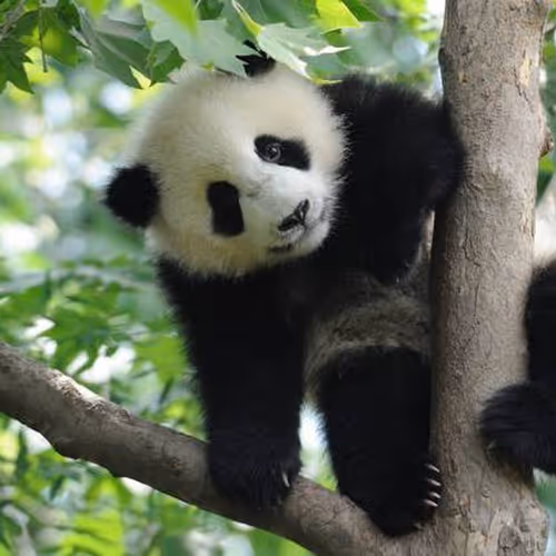 panda
