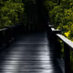 Mangrove