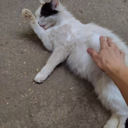 My cat