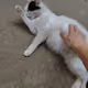 My cat