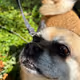 Snoot Boopers