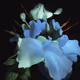 Zora Posts