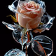 Ice rose