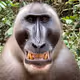metjusmonkeys