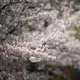 Donut Bokeh - Sakura 2