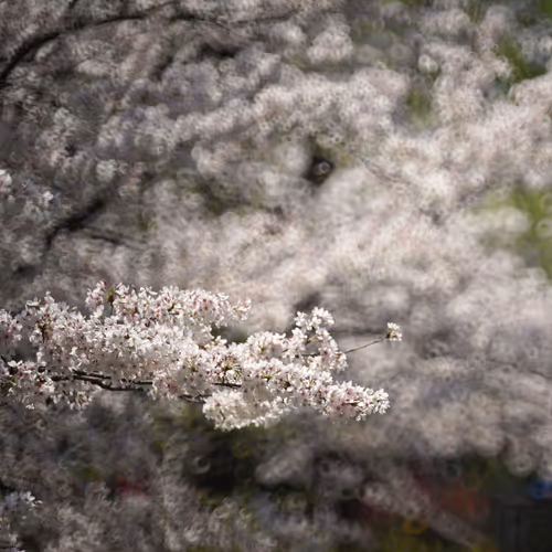 Donut Bokeh - Sakura 2