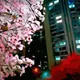 Blossoming Night