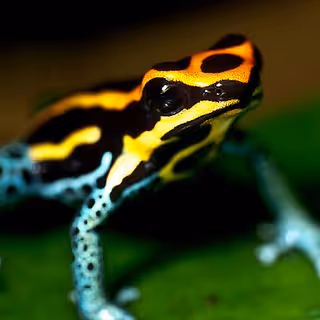 Zora Posts