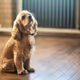 Funny dog