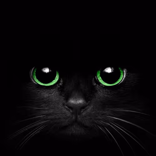 Darky the Midnight Wonder