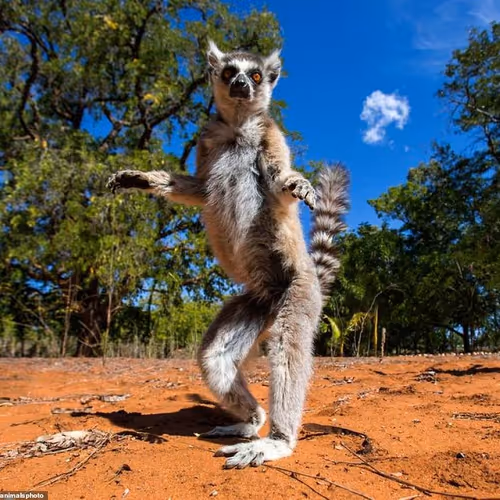 Timon