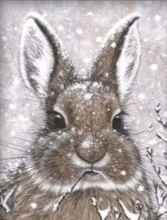 winter rabbit