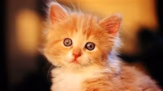 ZoraCat