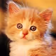 ZoraCat