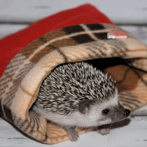 Jopushka
