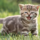 Chatmiaou