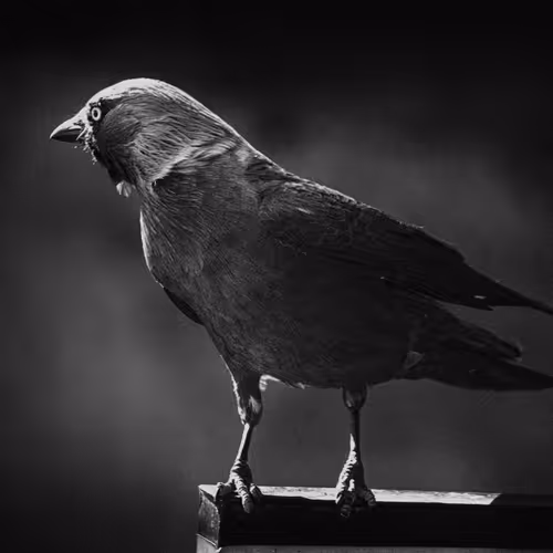 raven