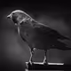 raven