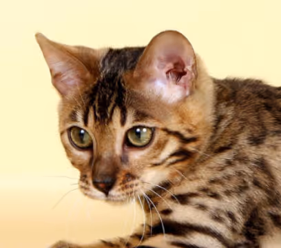Bengal