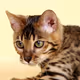Bengal