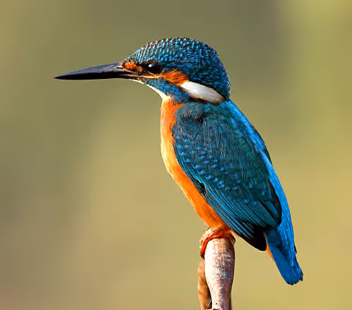 SPRING BIRDS