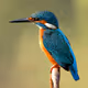 SPRING BIRDS