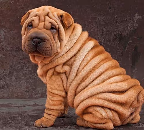Shar Pei