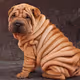 Shar Pei