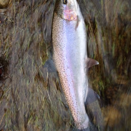 Steelhead