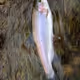 Steelhead