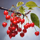 red cherry