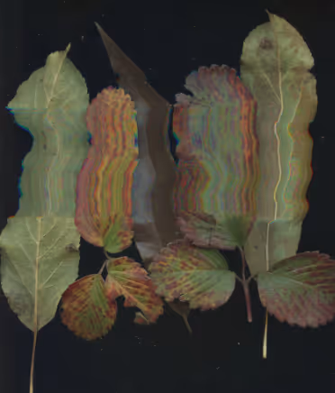 Bosque Residency Autumn