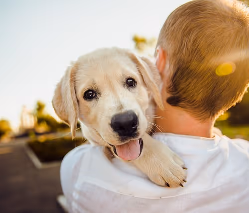 dogs1.1