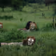 Lion`s friends