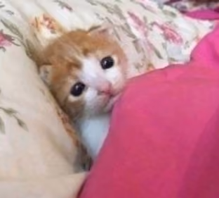 cats