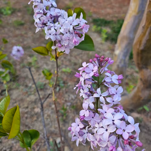 Lilac in KOREA