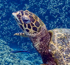 Turtles
