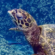 Turtles
