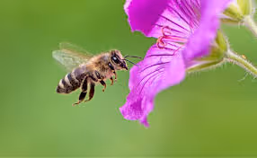 Bee 909